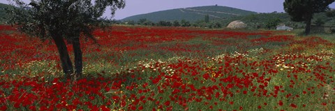 Framed Red poppies in a field, Turkey Print