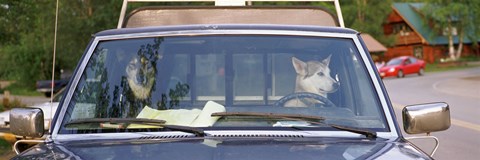 Framed Close-up of two dogs in a pick-up truck, Main Street, Talkeetna, Alaska, USA Print