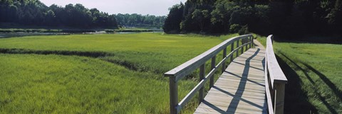 Framed Boardwalk in a field, Nauset Marsh, Cape Cod, Massachusetts, USA Print