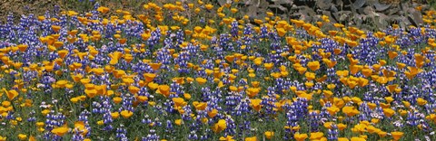 Framed California Golden Poppies (Eschscholzia californica) and Bush Lupines (Lupinus albifrons), Table Mountain, California, USA Print