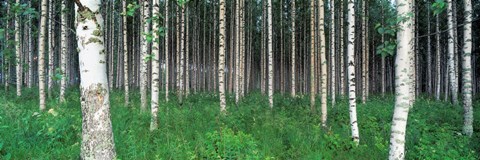 Framed Birch Forest, Punkaharju, Finland Print