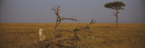 Framed African cheetah (Acinonyx jubatus jubatus) sitting on a fallen tree, Masai Mara National Reserve, Kenya Print