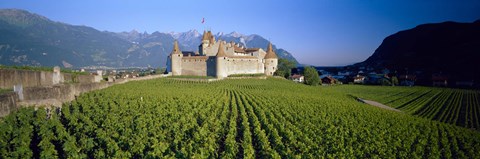 Framed Vineyard in front of a castle, Aigle Castle, Musee de la Vigne et du Vin, Aigle, Vaud, Switzerland Print