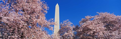 Framed Cherry Blossoms Washington Monument Print