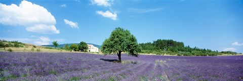 Framed Lavender Field Provence France Print