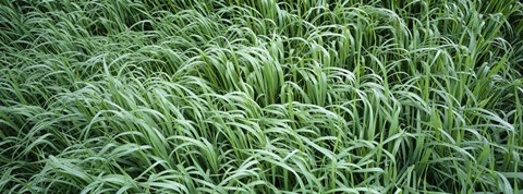 Framed High angle view of grass, Montana, USA Print