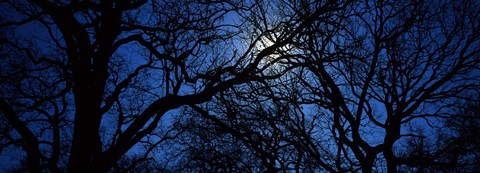 Framed Silhouette of Oak trees, Texas, USA Print