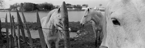 Framed Horses, Camargue, France Print