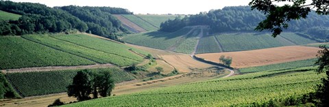 Framed France, Chablis, vineyards Print