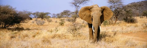 Framed Elephant, Somburu, Kenya, Africa Print
