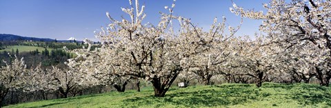 Framed Cherry Orchard, Oregon, USA Print