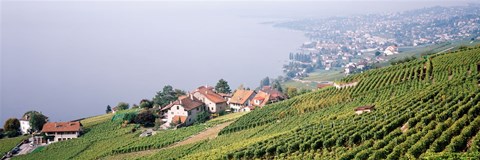 Framed Vineyards, Lausanne, Lake Geneva, Switzerland Print