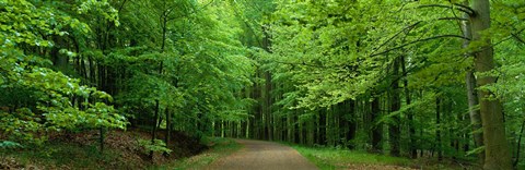 Framed Road Through a Forest near Kassel Germany Print