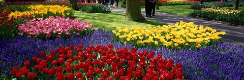 Framed Colorful flower beds, Keukenhof Garden, Lisse, The Netherlands Print