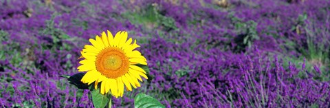 Framed Lone sunflower in Lavender Field, France Print