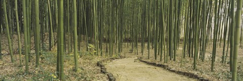 Framed Bamboo Trees, Kyoto, Japan Print