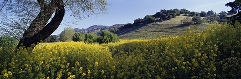 Framed Mustard Flowers Blooming In A Field, Napa Valley, California Print