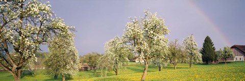Framed Pear trees in a field (Pyrus communis), Aargau, Switzerland Print