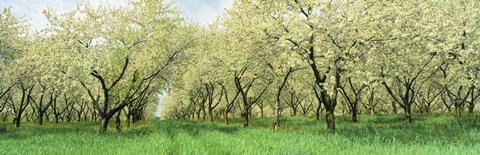 Framed Rows Of Cherry Tress In An Orchard, Minnesota, USA Print