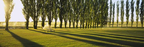 Framed Poplar Trees Near A Wheat Field, Twin Falls, Idaho, USA Print