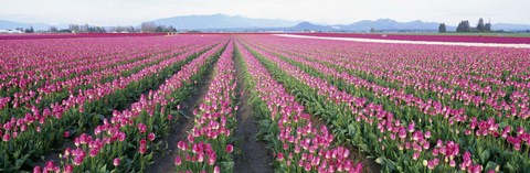 Framed Tulip Fields, Skagit County, Washington State, USA Print