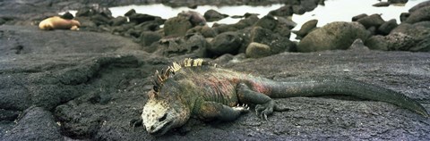 Framed Marine Iguana Galapagos Islands Print