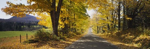 Framed Trees on both sides of a road, Danby, Vermont, USA Print