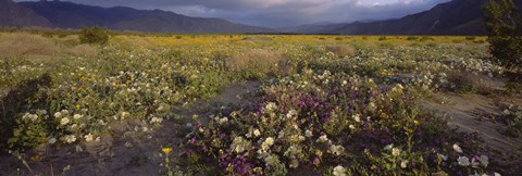 Framed High angle view of wildflowers in a landscape, Anza-Borrego Desert State Park, California, USA Print