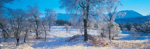 Framed Trossachs National Park, Scotland, United Kingdom Print