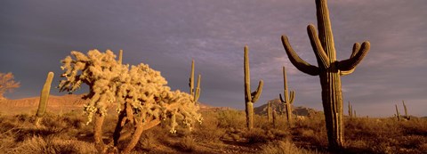 Framed Low angle view of Saguaro cacti on a landscape, Organ Pipe Cactus National Monument, Arizona, USA Print