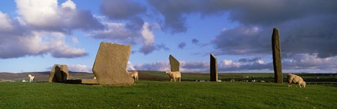 Framed Sheep, Stones Of Stenness, Orkney Islands, Scotland, United Kingdom Print