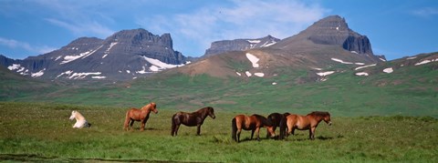 Framed Horses in Borgarfjordur, Iceland Print