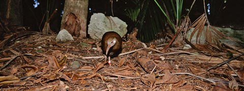 Framed Lord Howe Woodhen Bird Standing Under The Tree, Lord Howe Island, Australia Print