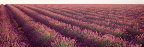 Framed Close-up of Lavender fields, Plateau de Valensole, France Print