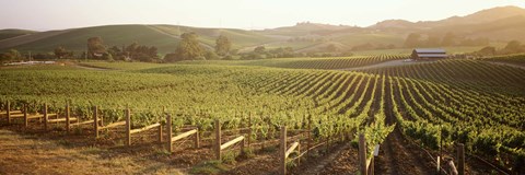 Framed Panoramic view of vineyards, Carneros District, Napa Valley, California, USA Print