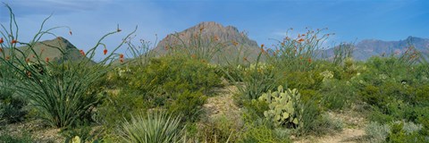 Framed Ocotillo Plants In A Park, Big Bend National Park, Texas, USA Print