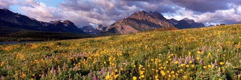 Framed Flowers in a field, Glacier National Park, Montana, USA Print