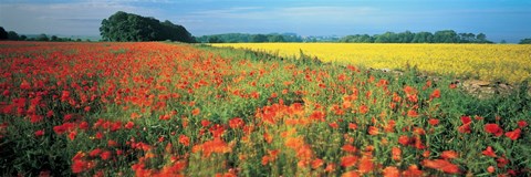 Framed Flowers in a field, Bath, England Print