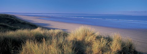 Framed Tall grass on the coastline, Saunton, North Devon, England Print