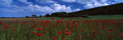 Framed Flowers On A Field, Staxton, North Yorkshire, England, United Kingdom Print