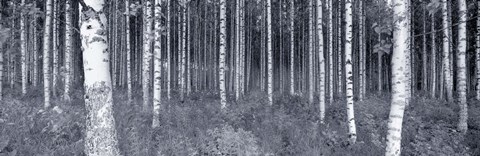 Framed Birch Trees In A Forest, Finland Print