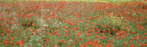 Framed Poppies growing in a field, Sicily, Italy Print