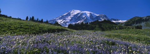 Framed Wildflowers On A Landscape, Mt Rainier National Park, Washington State, USA Print