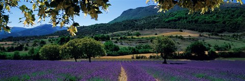 Framed Mountain behind a lavender field, Provence, France Print