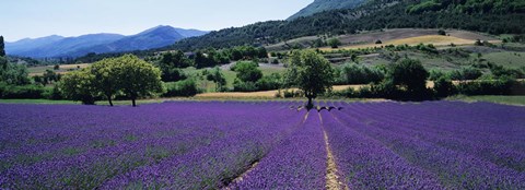 Framed Lavender Field, Provence, France Print