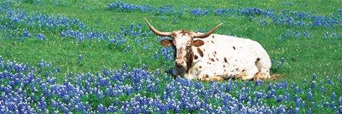 Framed Texas Longhorn Cow Sitting On A Field, Hill County, Texas, USA Print