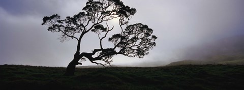 Framed Silhouette Of A Koa Tree, Mauna Kea, Kamuela, Big Island, Hawaii, USA Print