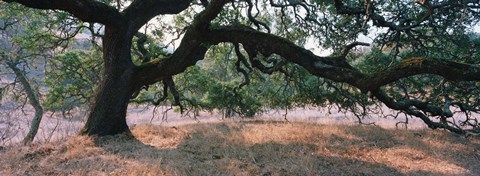 Framed Oak tree on a field, Sonoma County, California, USA Print