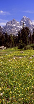 Framed Glacier lilies on a field, North Folk Cascade Canyon, Grand Teton National Park, Wyoming, USA Print