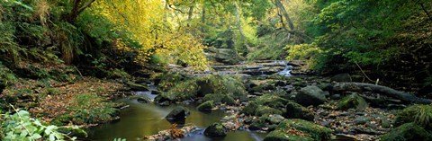 Framed Stream Flowing Through Forest, Eller Beck, England, United Kingdom Print